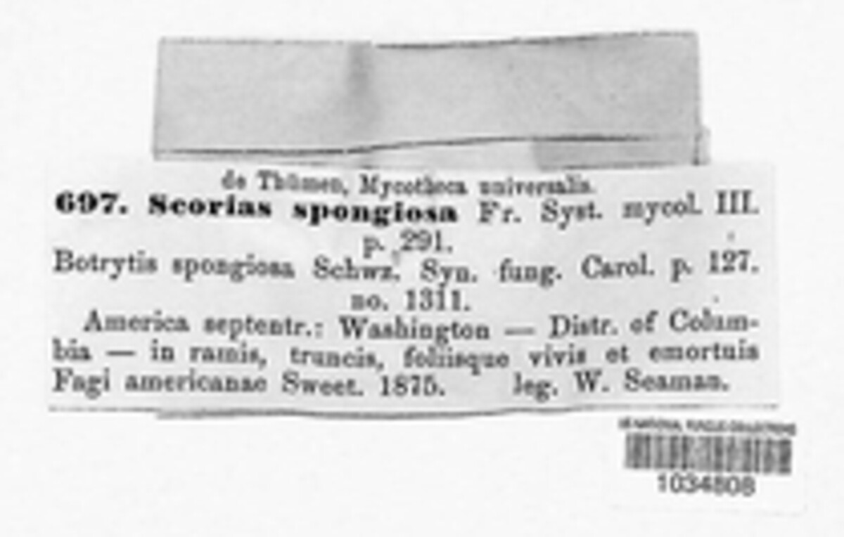 Scorias image